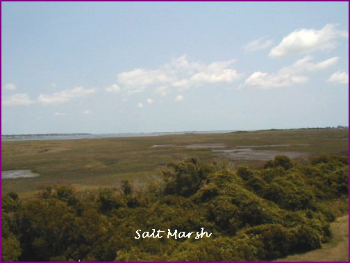 Oak Island-Saltmarsh